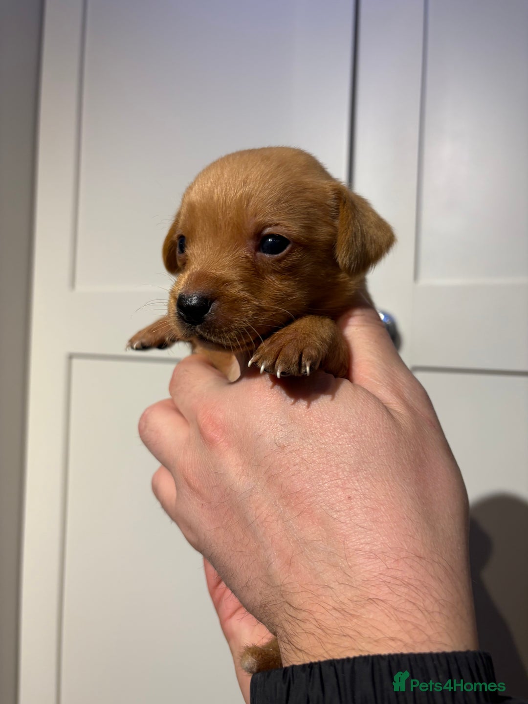 Springador dogs for sale: Labrador/Springador cross pups - Advert 24