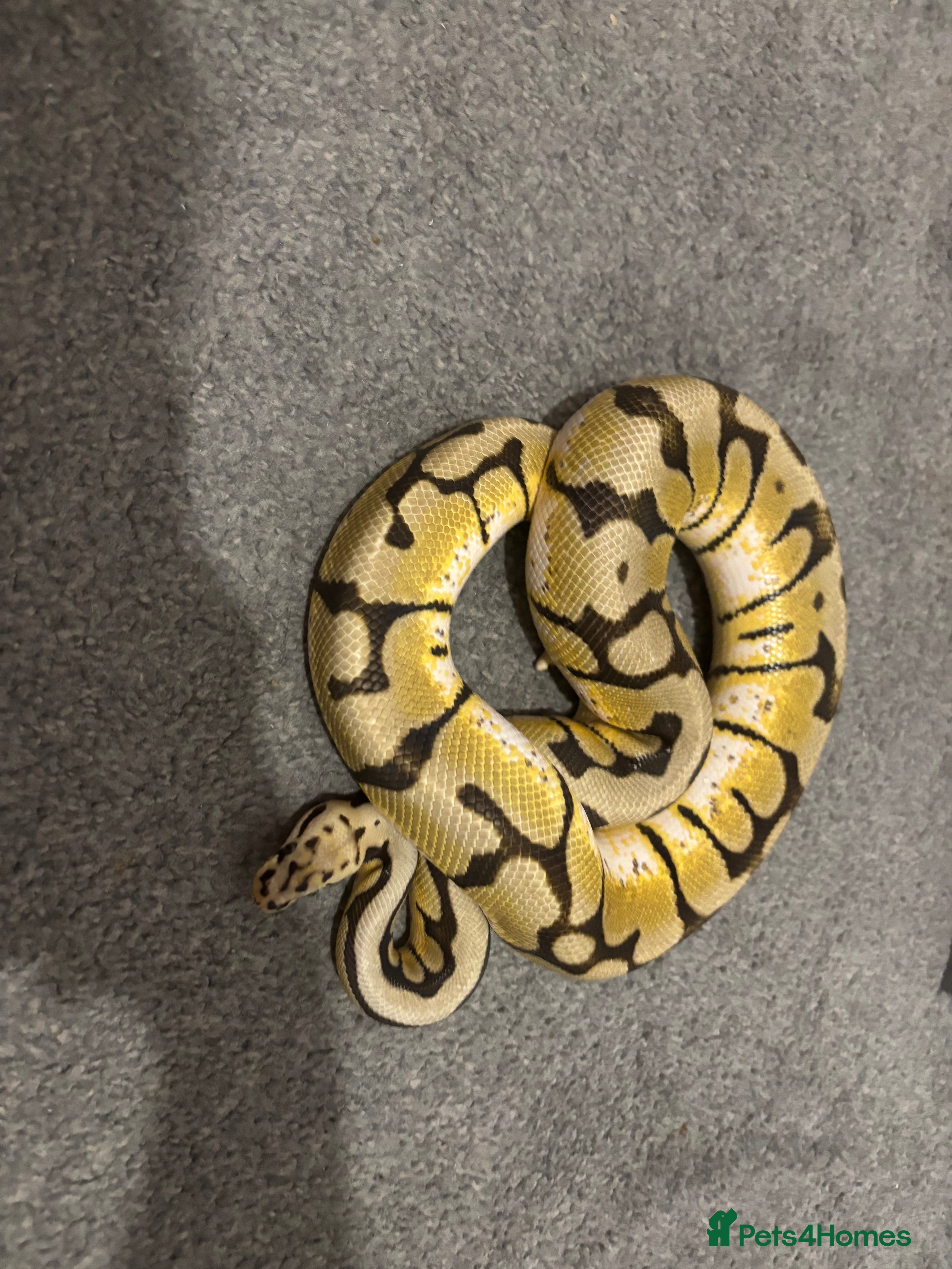 Python Snake reptiles Bumblebee ball python - Advert 1