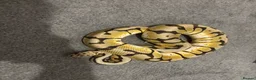 Python Snake reptiles for sale: Bumblebee ball python - Advert 1