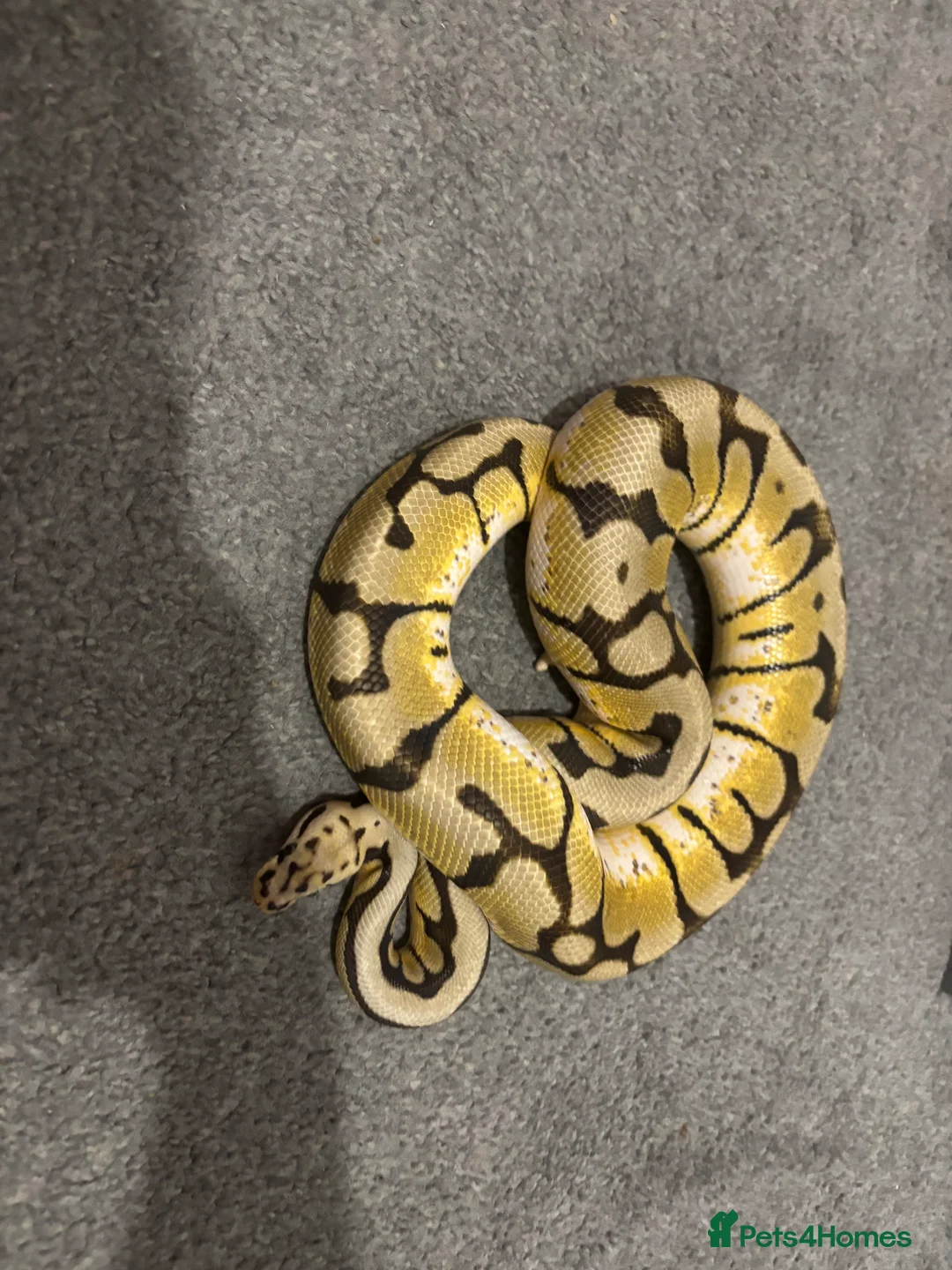 Python Snake reptiles for sale: Bumblebee ball python - Advert 1