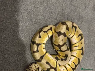Python Snake reptiles Bumblebee ball python - Advert 1