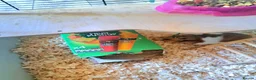 Hamster rodents for sale: Female Syrian Hamster with cage - Advert 4