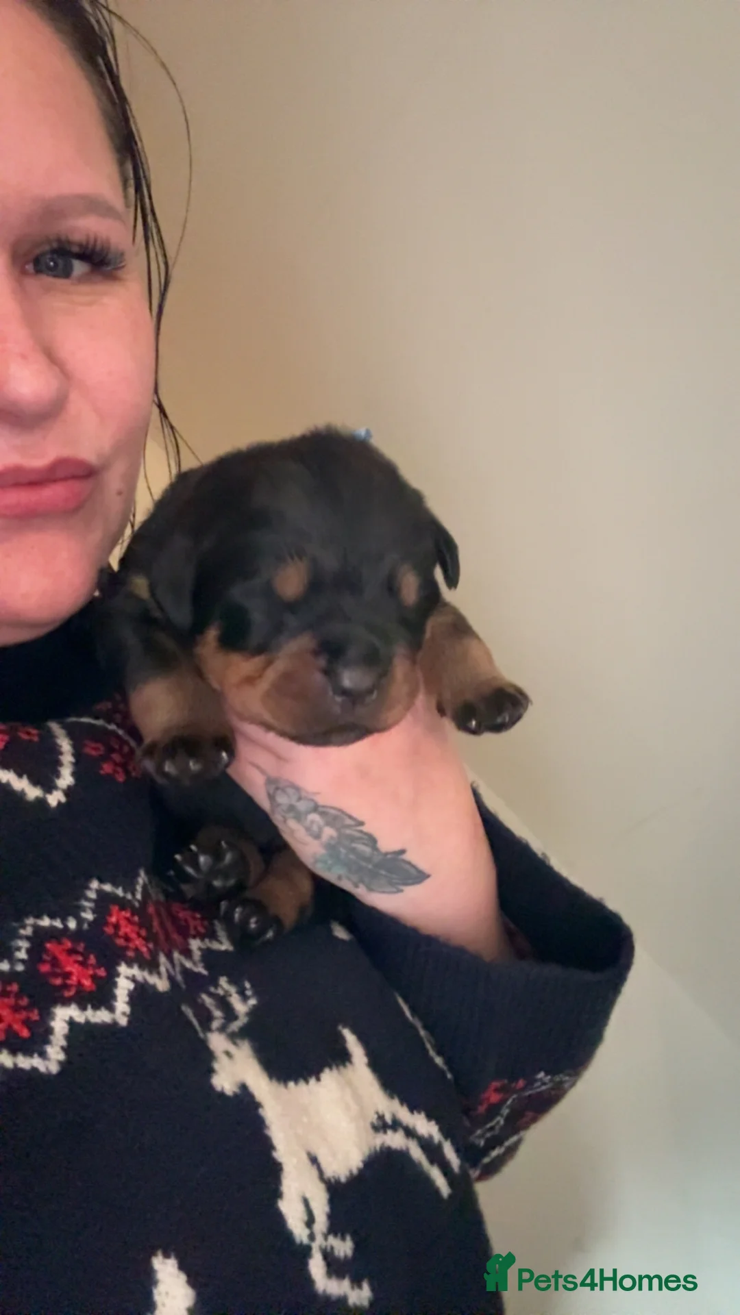 Rottweiler dogs for sale: 3 chunky KC registered girls for sale - Advert 13