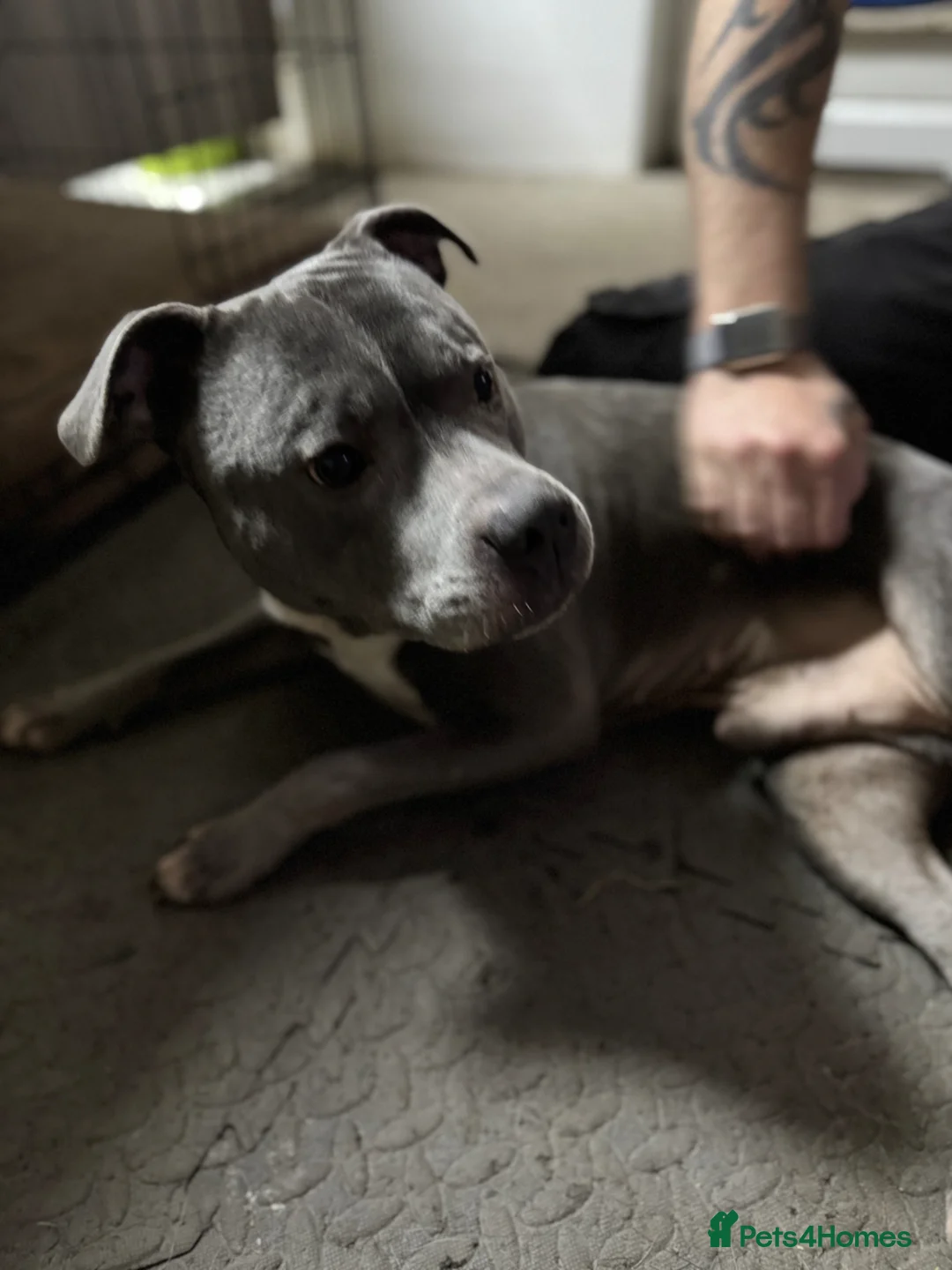 American Bull Staffy dogs for sale: Urgent rehome needed  in Hull - Advert 2