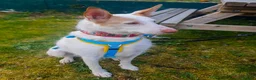 Ibizan Hound dogs for adoption: Vivian - gentle, sweet Podenco in Ayr - Advert 3