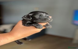 Cocker Spaniel dogs for sale: 5 Pedigree KC Show Cocker Spaniels - Image 5