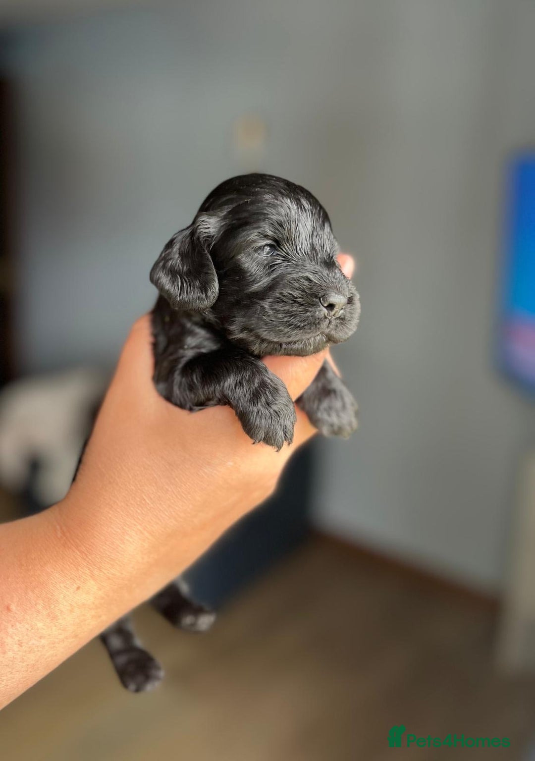 Cocker Spaniel dogs for sale: 5 Pedigree KC Show Cocker Spaniels - Image 5