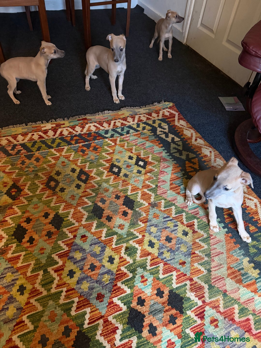 Whippet dogs for sale: Whippets for sale - Advert 3