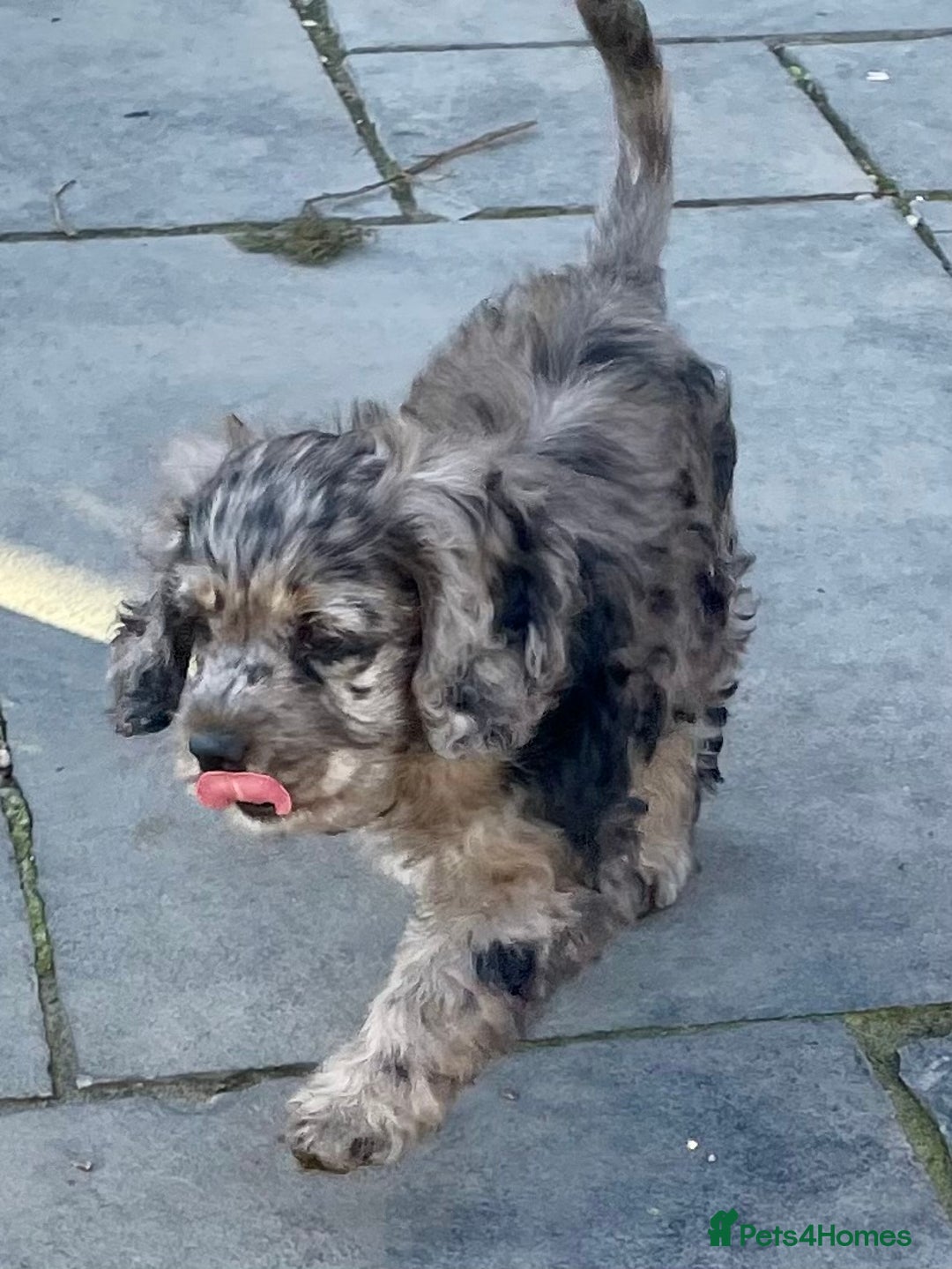 Cockapoo dogs for sale: Marble /tan cockerpoo - Image 3