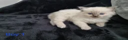 Ragdoll cats for sale: 4 Beautiful Ragdoll Kittens 🐯🌷🐯🪻🐯 - Advert 4