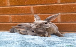 Rex rabbits for sale: Female & male mini rex rabbit kits VIENNA - Image 24