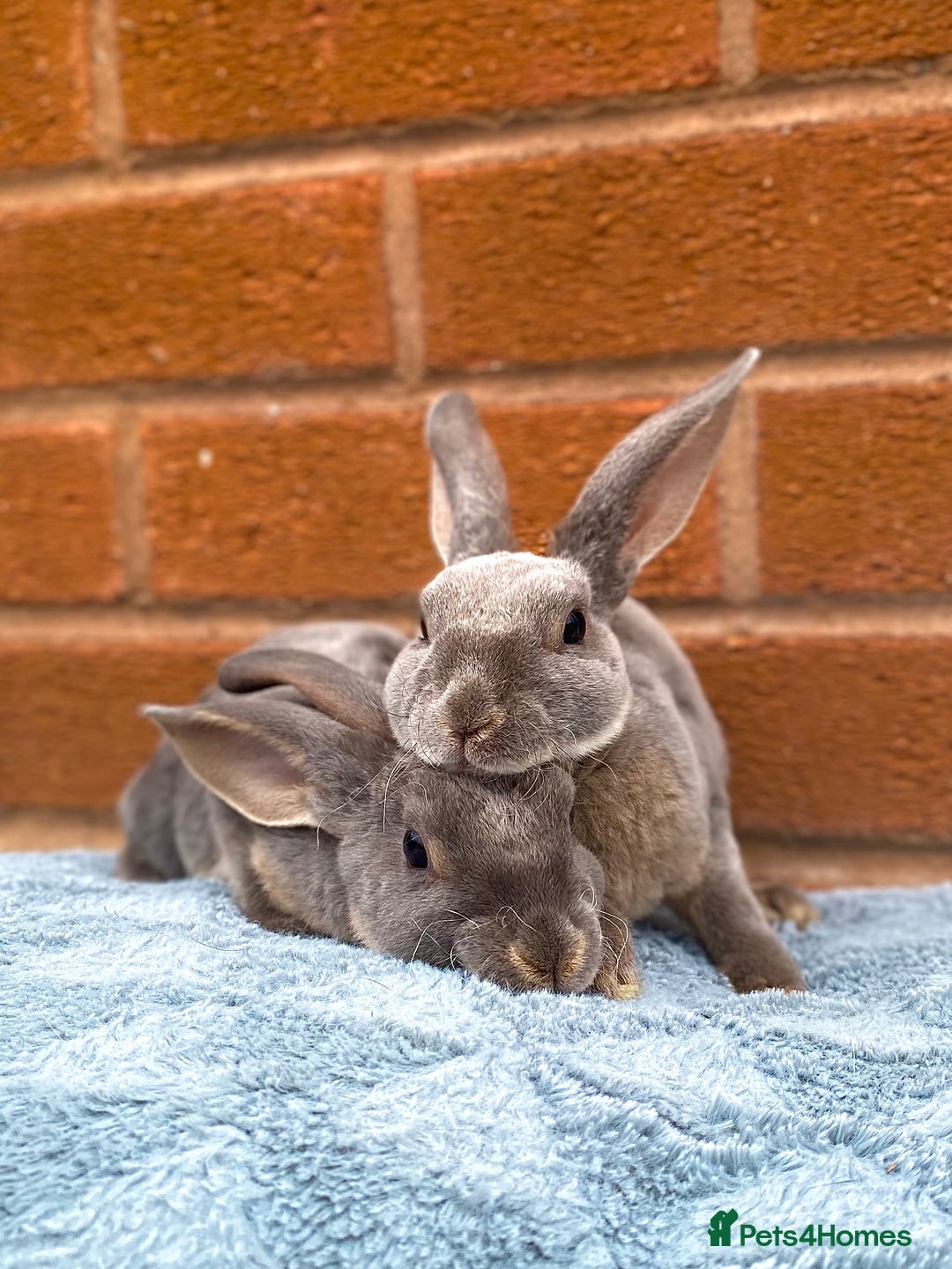 Rex rabbits for sale: Female & male mini rex rabbit kits VIENNA - Image 24