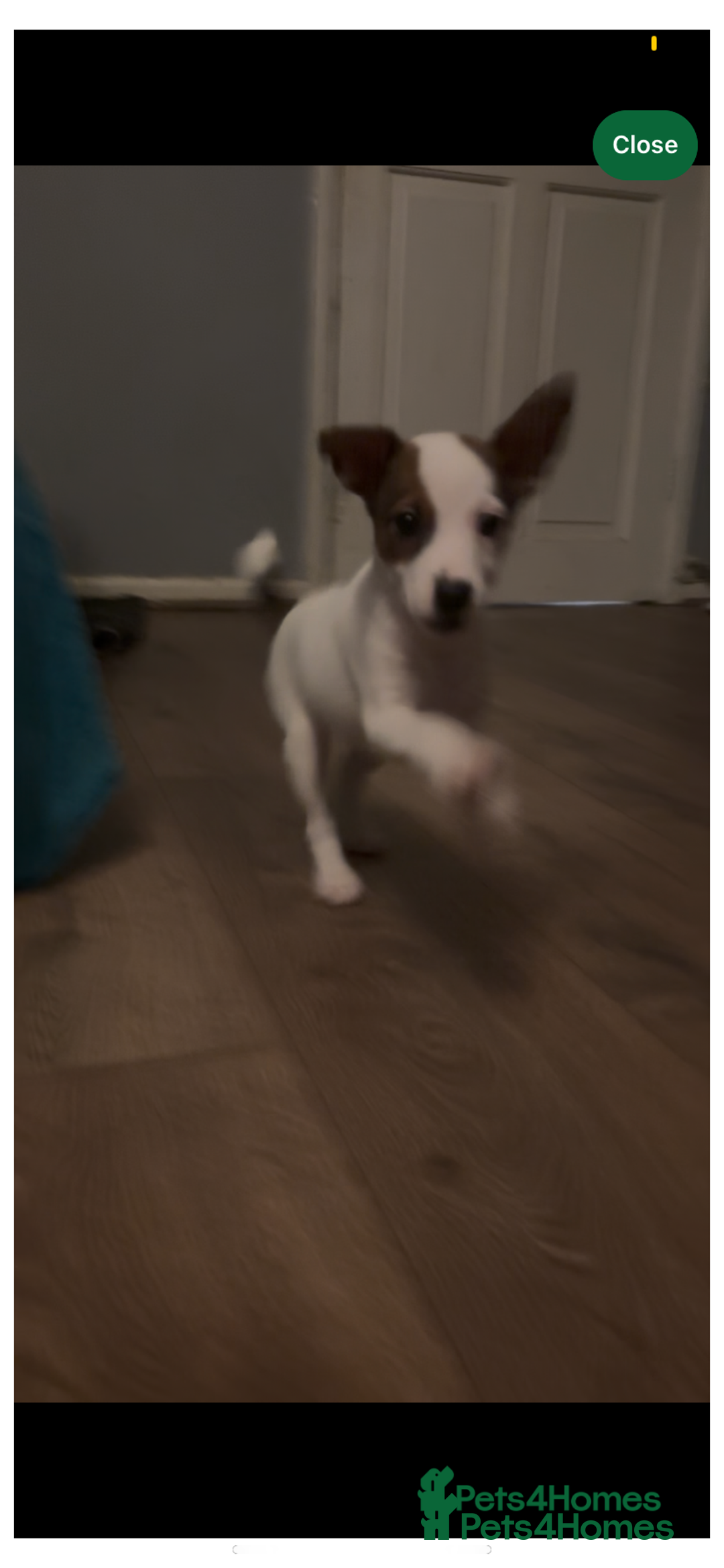 Jack Russell dogs for sale: Jack Russel puppies  - Advert 6