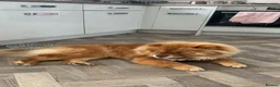Chow Chow dogs for sale: Stunning chocolate chow  in Chester-le-Street - Advert 9