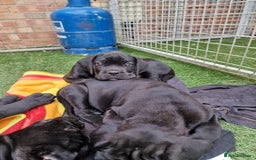 Cane Corso dogs for sale: Top quality  - Image 5