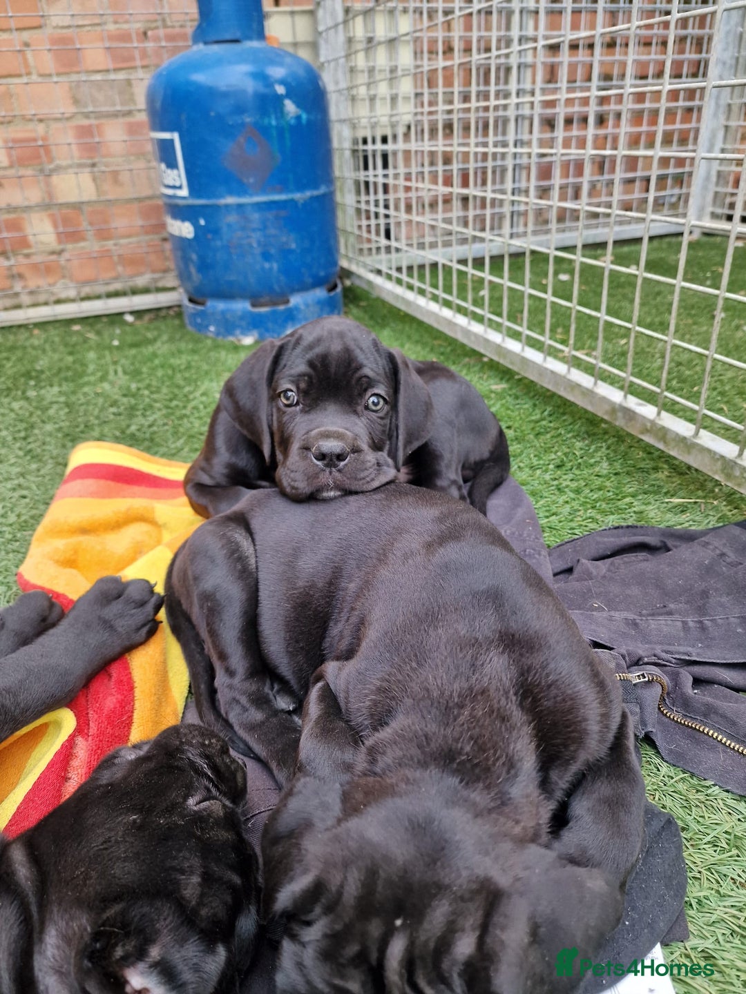 Cane Corso dogs for sale: Top quality  - Image 5