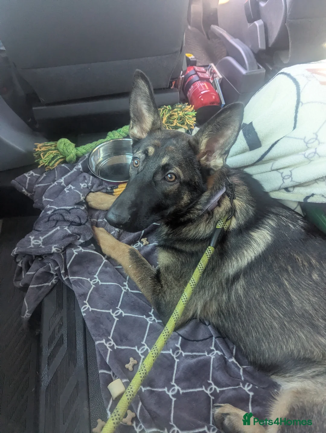 Mixed Breed dogs for sale: Shadow - Advert 1