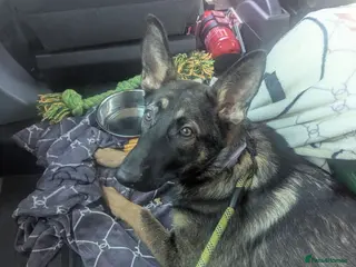 Mixed Breed dogs Shadow - Advert 4