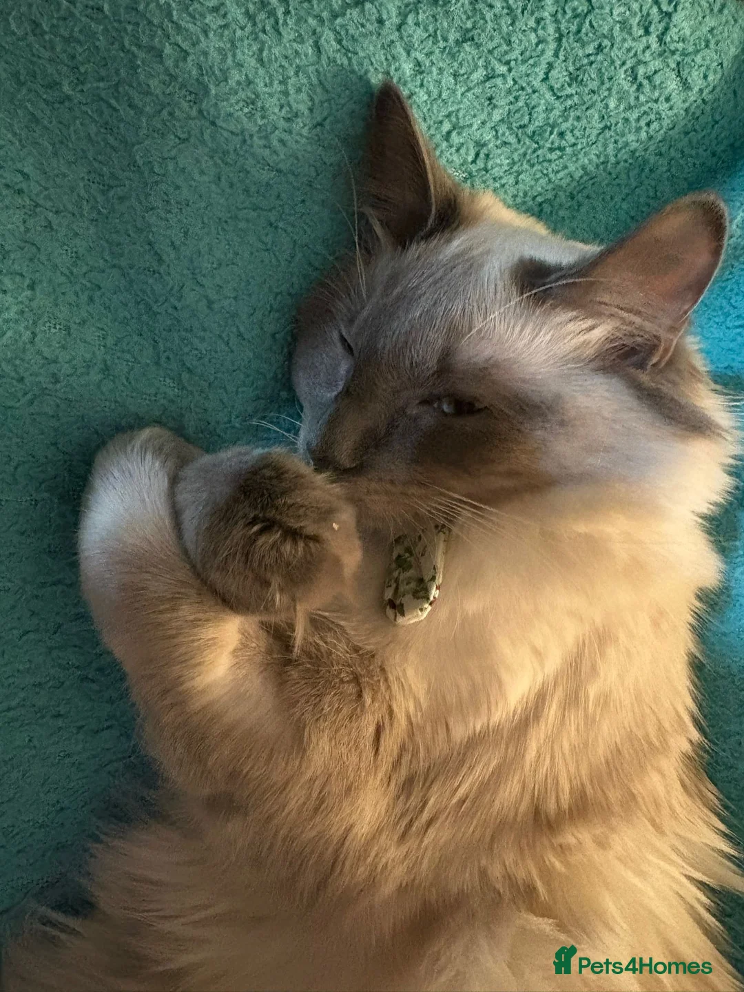 Ragdoll cats for sale: Seal Point Pedigree Ragdoll, 1 Year Old in Holywell - Advert 2