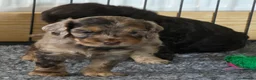 Cockapoo dogs for sale: Stunning health tested cockapoos - Advert 8