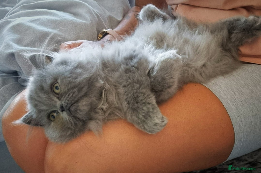 Persian cats for sale: Beautiful blue persian babies - Image 4