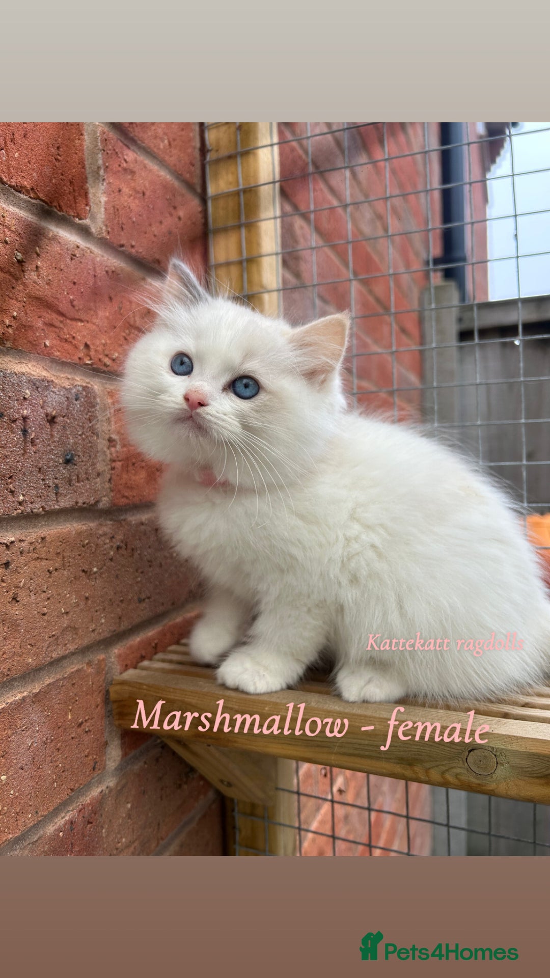 Ragdoll cats for sale: Stunning colours. fluffy TICA reg babies** - Advert 4