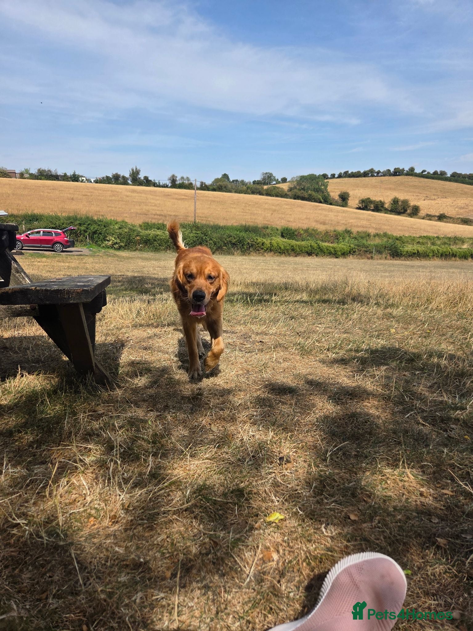 Golden Retriever dogs Golden retriever  - Advert 5