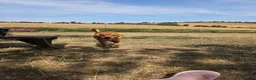 Golden Retriever dogs for sale: Golden retriever  - Advert 1