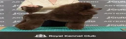 Miniature Poodle dogs for sale: ✨️The Romantasy Litter✨️ in Cranleigh - Advert 7
