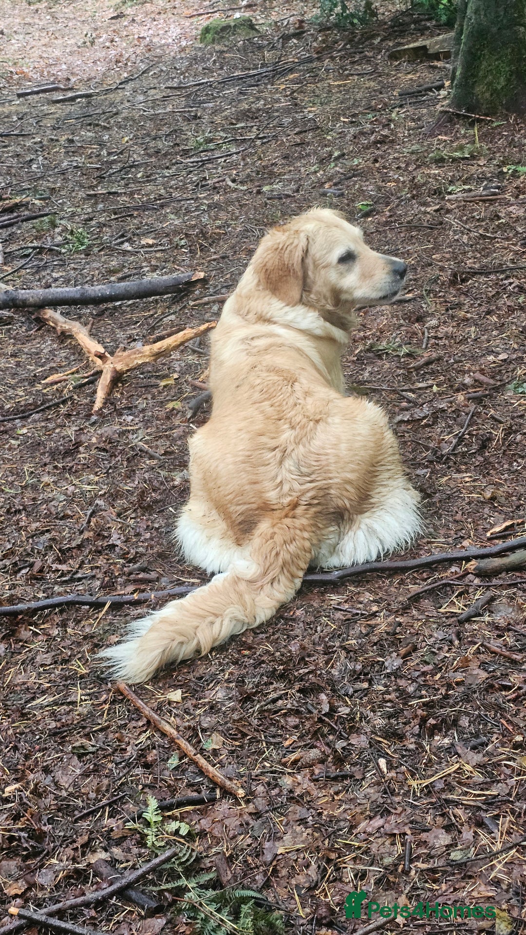 Golden Retriever dogs for sale: Forthcoming long awaited litter - Advert 17