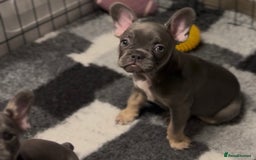 French Bulldog dogs for sale: 💕🐾 Stunning French bulldogs 🐾💕 - Advert 34