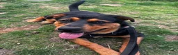 Mixed Breed dogs for sale: ❤️Beautiful Rottweiler/Malinos Female❤️ in Nottingham - Advert 6