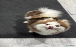 Pomsky dogs for sale: 3 Pomsky Adults  - Image 2