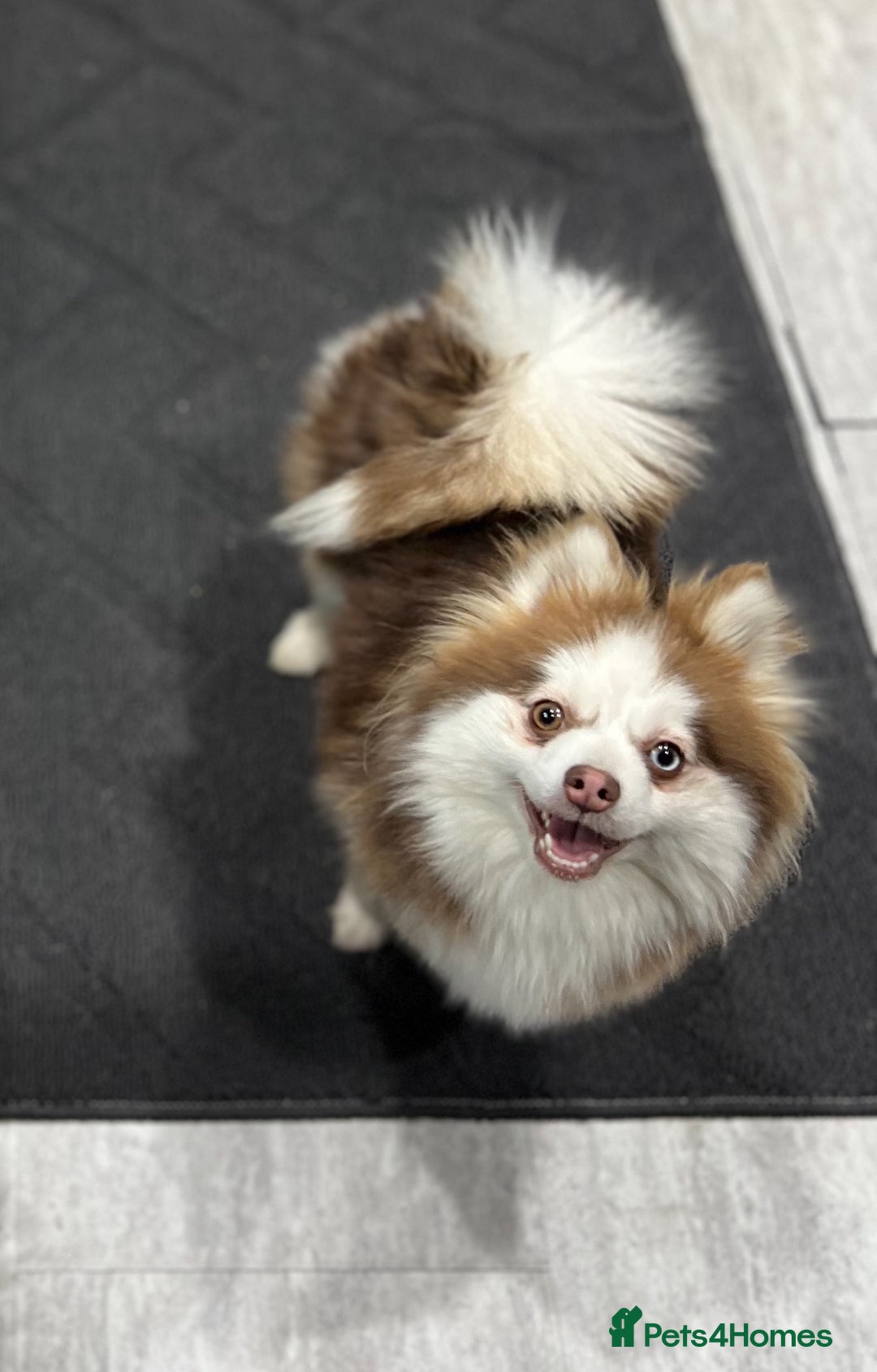 Pomsky dogs for sale: 3 Pomsky Adults  - Image 2
