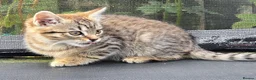 European cats for sale: Playful kittens  - Advert 38