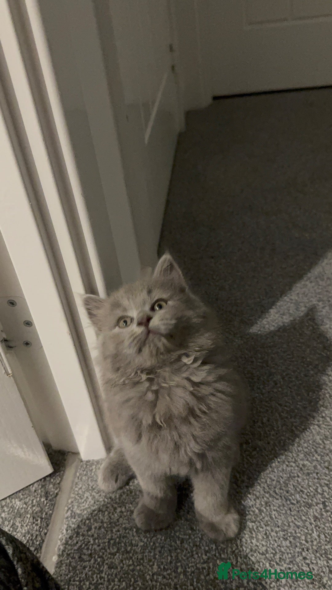 Mixed Breed cats BSH (Brittish shorthair) X Russian  - Advert 15