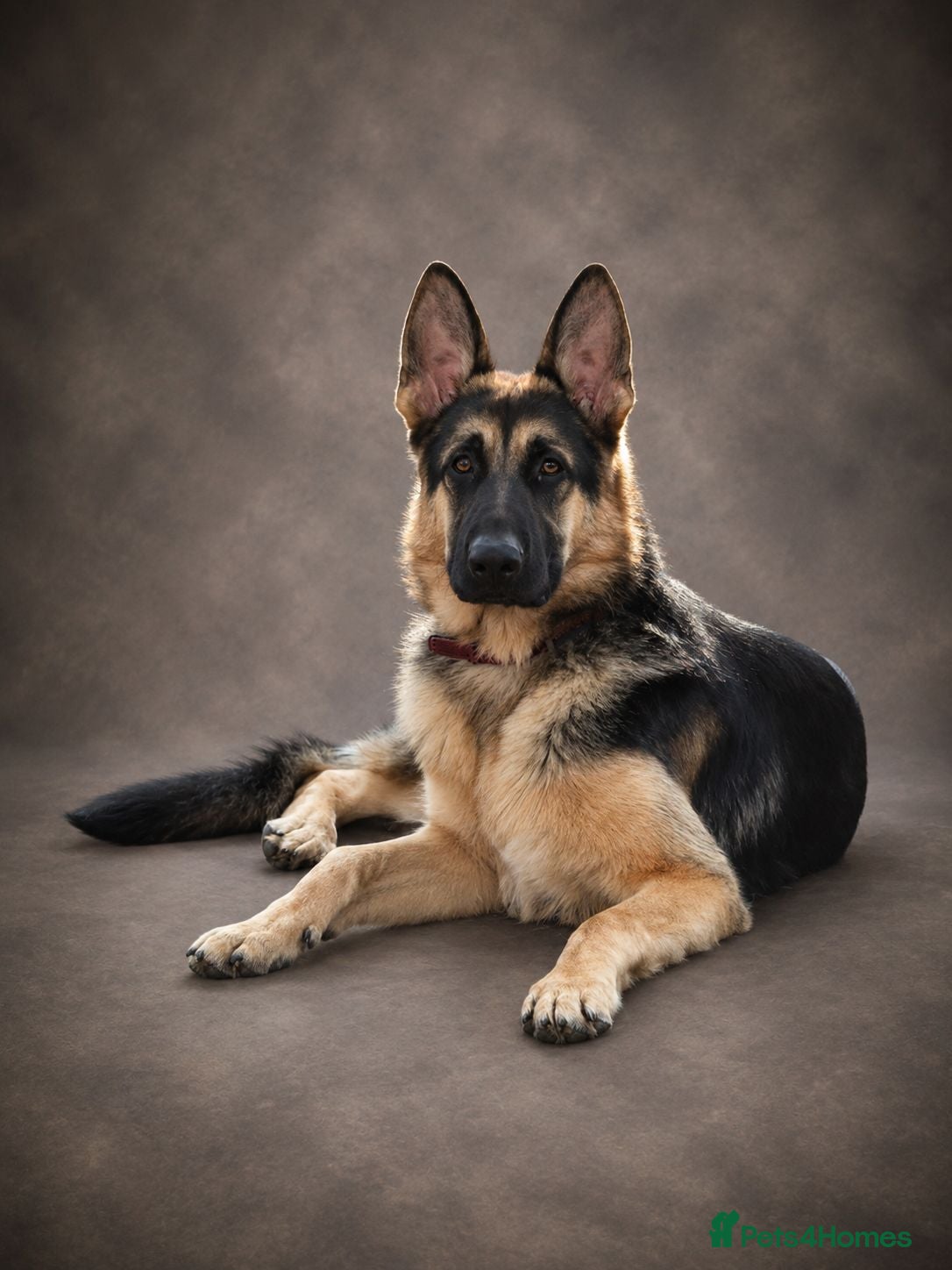 German Shepherd dogs Straight back working line stud - Advert 9