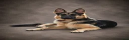 German Shepherd dogs for stud: Harvonock's King Koda @ stud - Advert 7