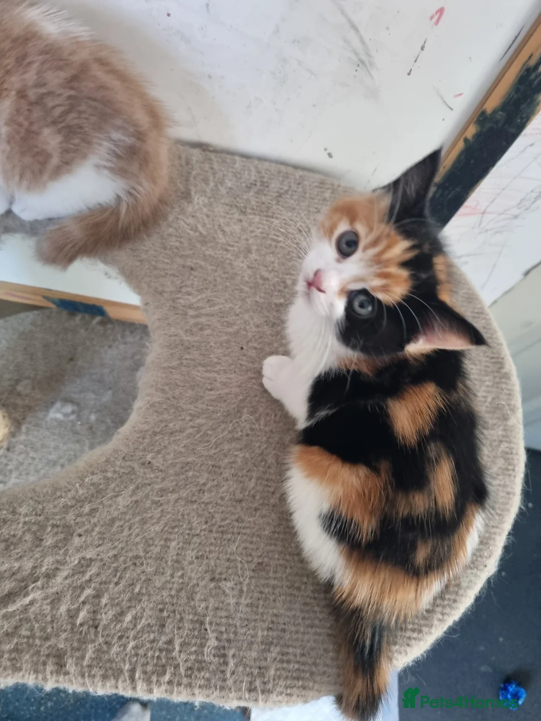 RagaMuffin cats for sale: Gorgeous RagamuffinX 😍  - Advert 5