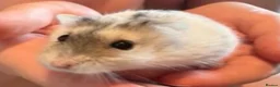 Hamster rodents for sale: 2 dwarf hamsters (living separately) full set up  - Advert 4