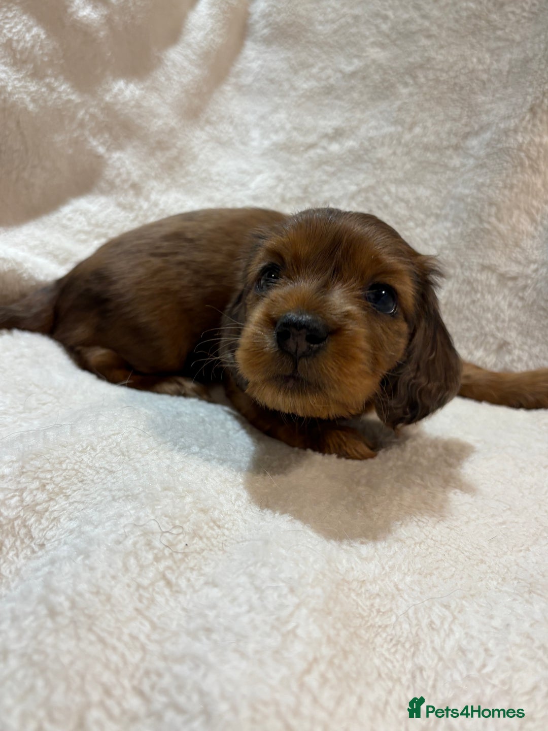 Miniature Dachshund dogs for sale: Beautiful Pedigree KC Reg Mini Longhair Dachshunds - Advert 25