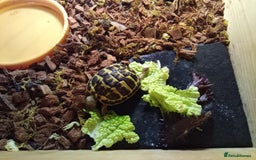 Hermann Tortoise reptiles for sale: Western Hermann Dwarf tortoise - Image 1