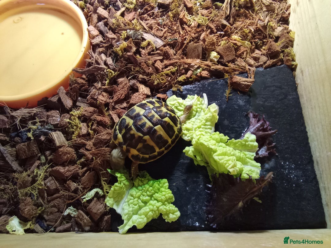 Hermann Tortoise reptiles for sale: Western Hermann Dwarf tortoise - Image 1