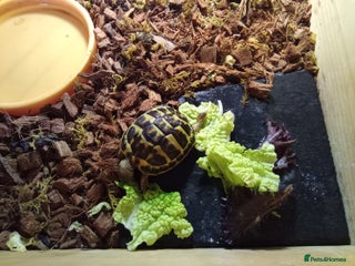 Hermann Tortoise reptiles - Advert 1