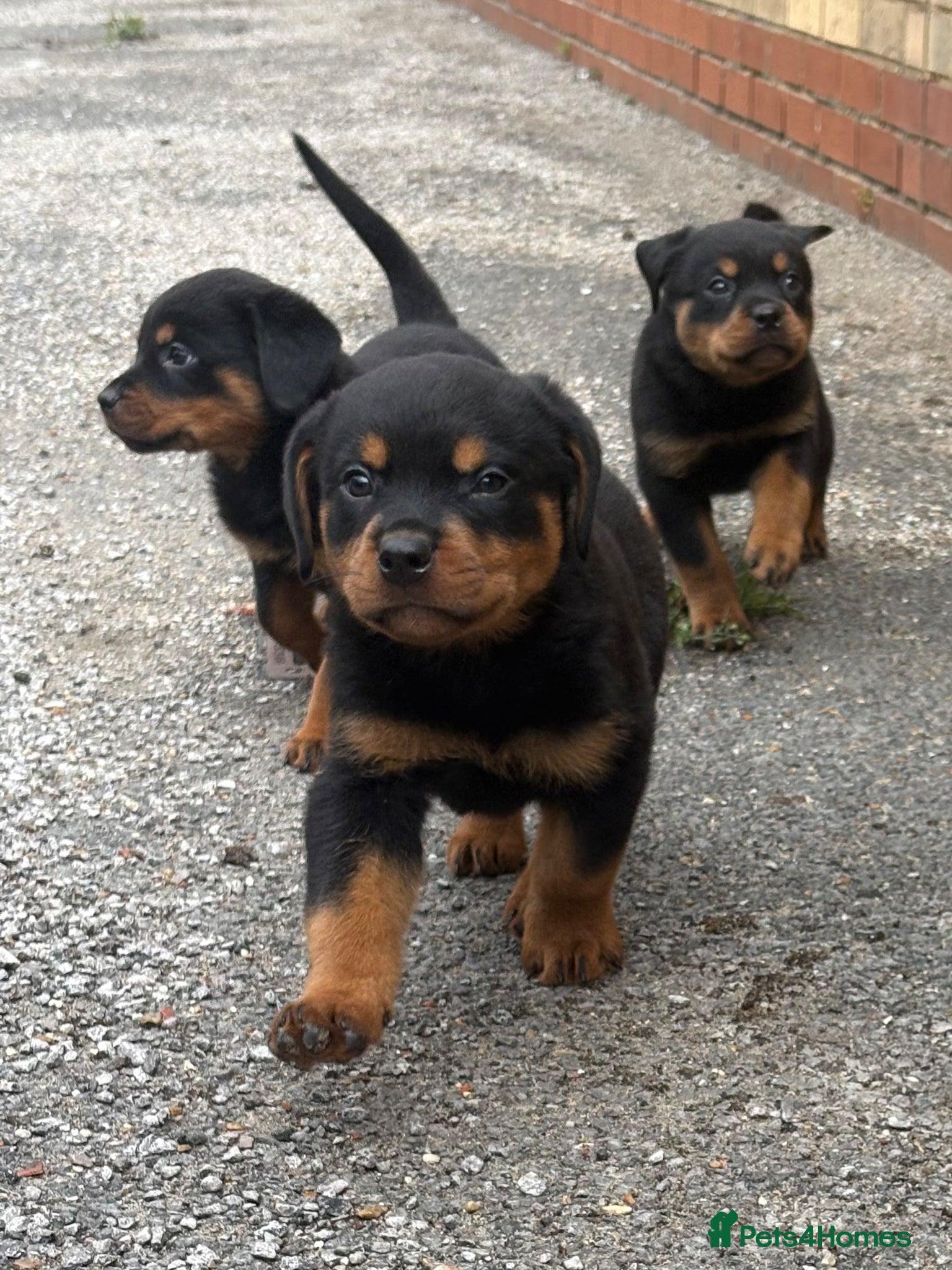 Rottweiler dogs Rottweiler Puppies 🏆 (IMP bloodline) - Advert 17