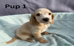 Cocker Spaniel dogs for sale: ⭐️ SHOW TYPE COCKER SPANIEL - READY ON 1ST AUGUST - Image 3