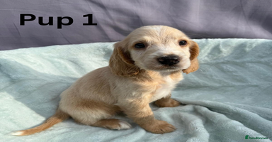 Cocker Spaniel dogs - Advert 10