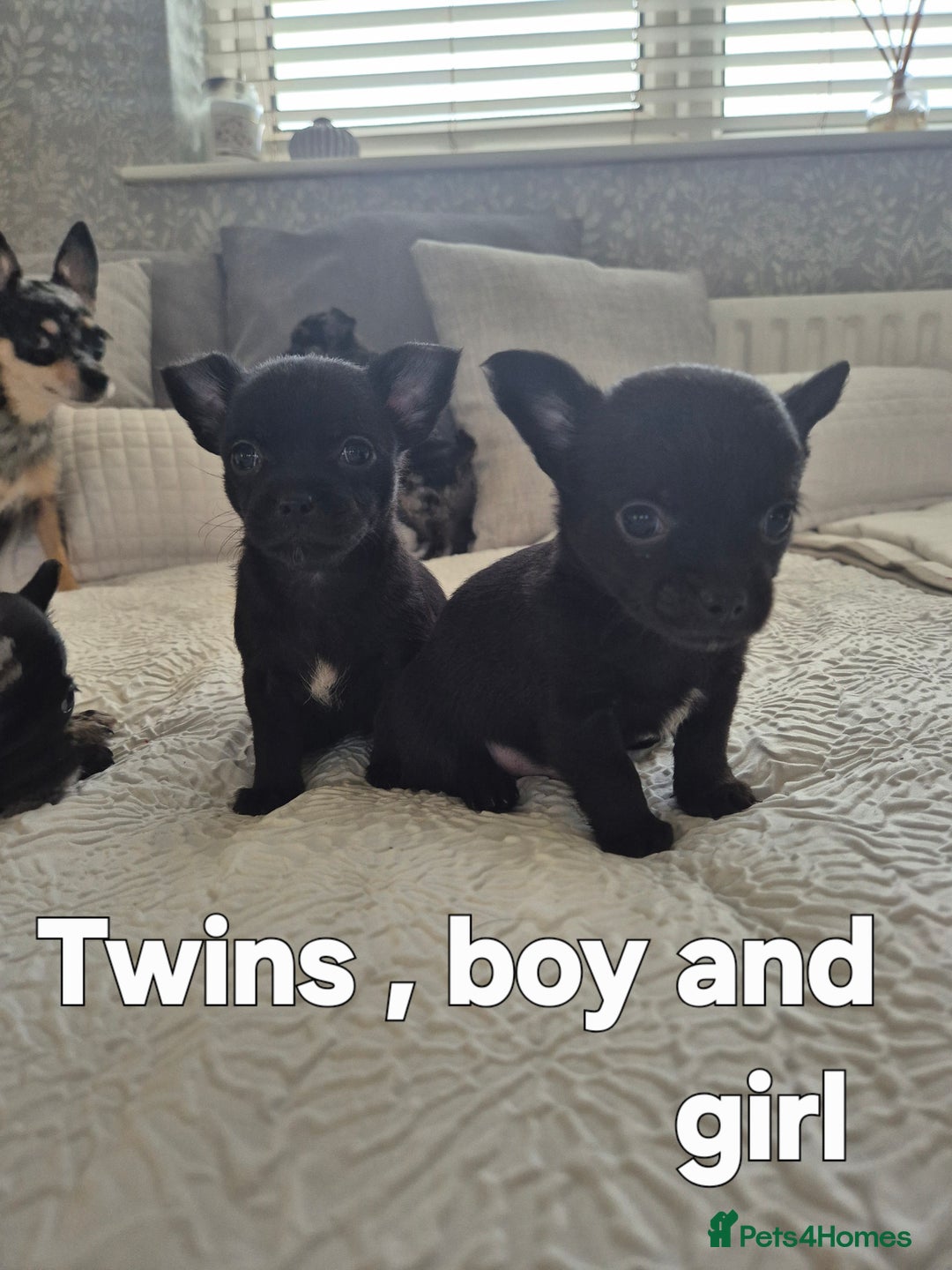 Chihuahua dogs for sale: 4 pure breed chihuahua, 2 merle  2 twins - Advert 18