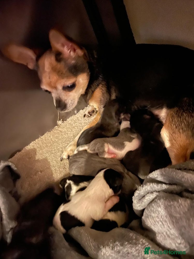 Chihuahua dogs Chihuahuas - Advert 1