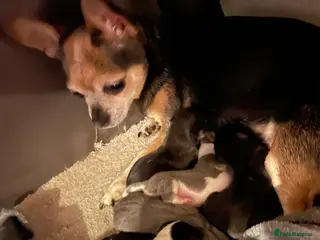 Chihuahua dogs Chihuahuas - Advert 3